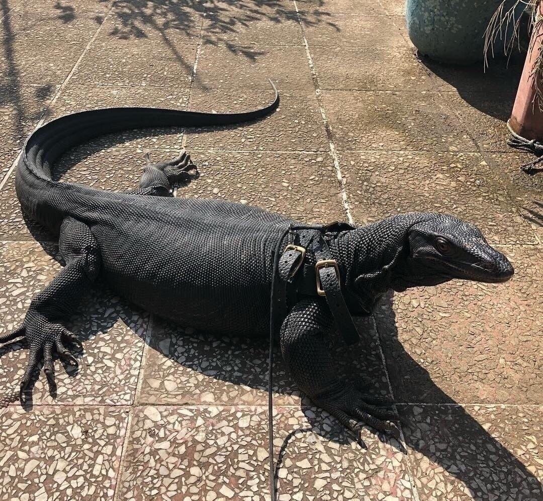 Черный древесный Варан