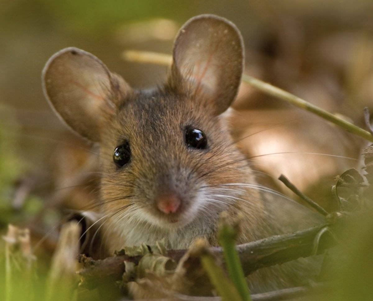 Желтогорлая полевка