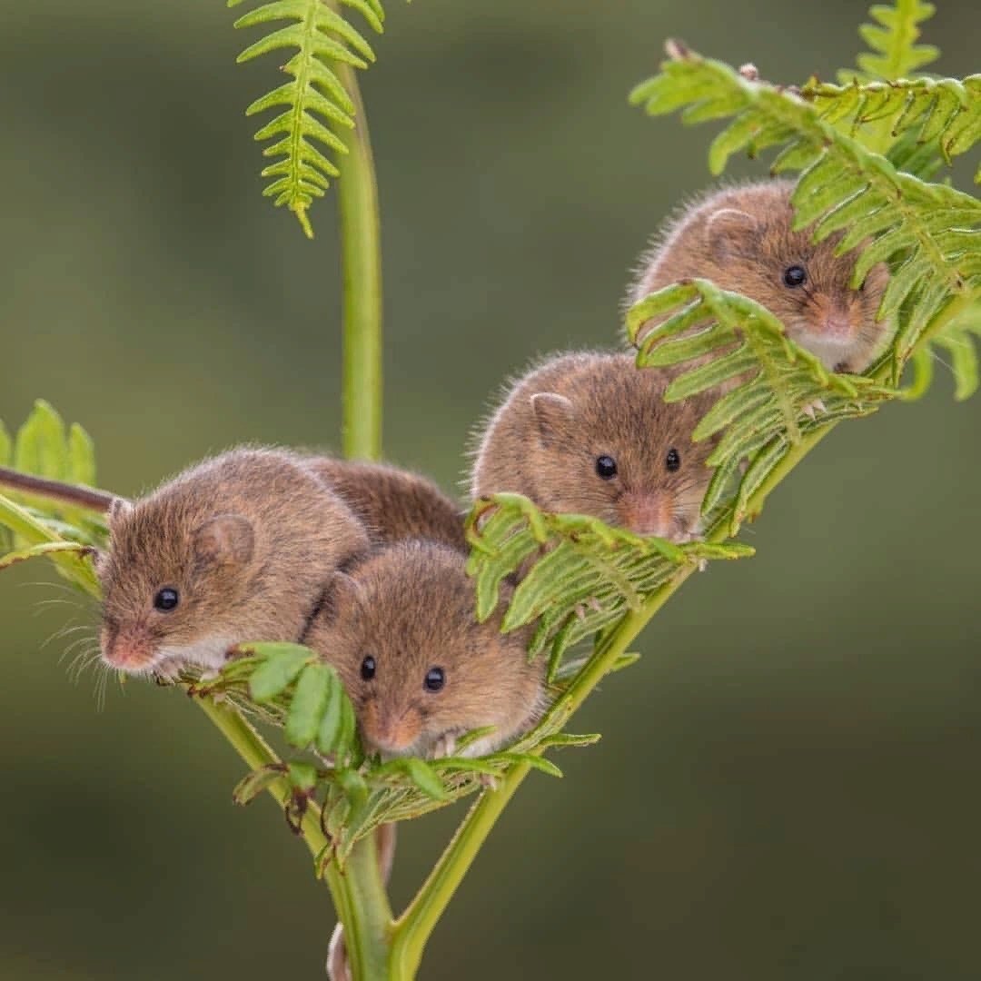 Мышь-Малютка (лат. Micromys minutus)