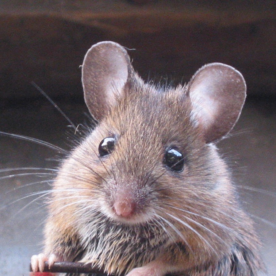 Грызун с круглыми ушами