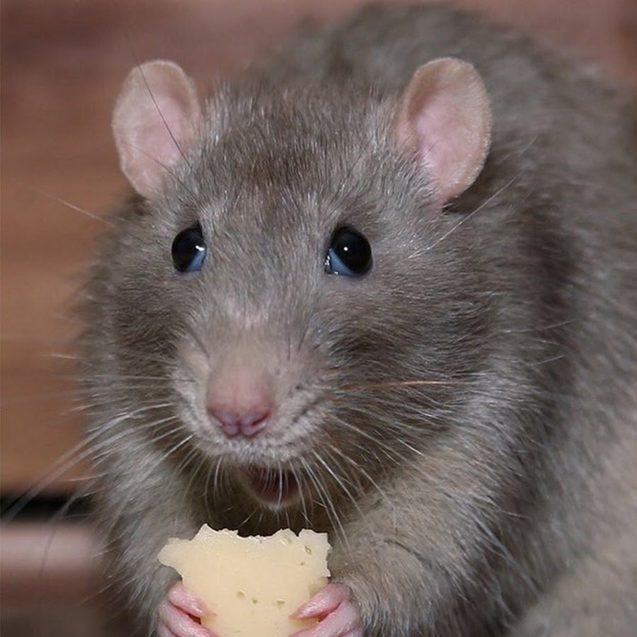 Серая крыса Пасюк