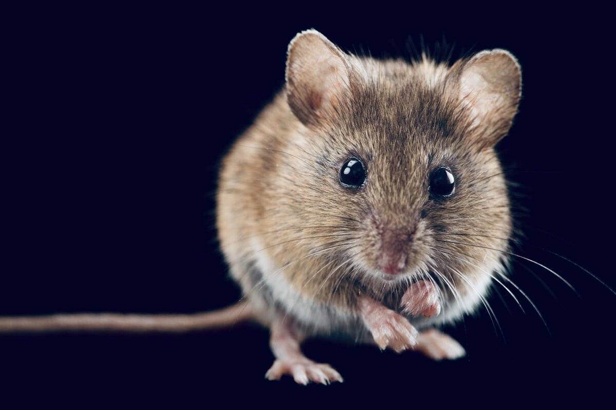Мышь животное