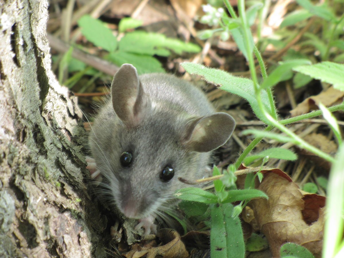 Оленья мышь Peromyscus maniculatus