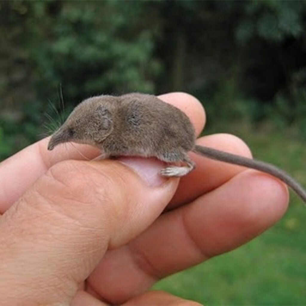 Этрусская бурозубка