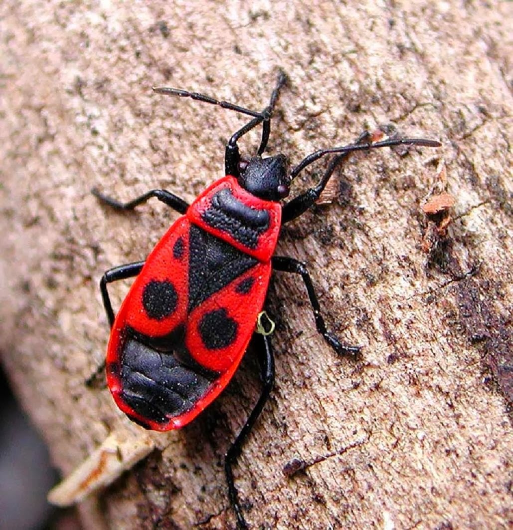 Клоп-солдатик Pyrrhocoris
