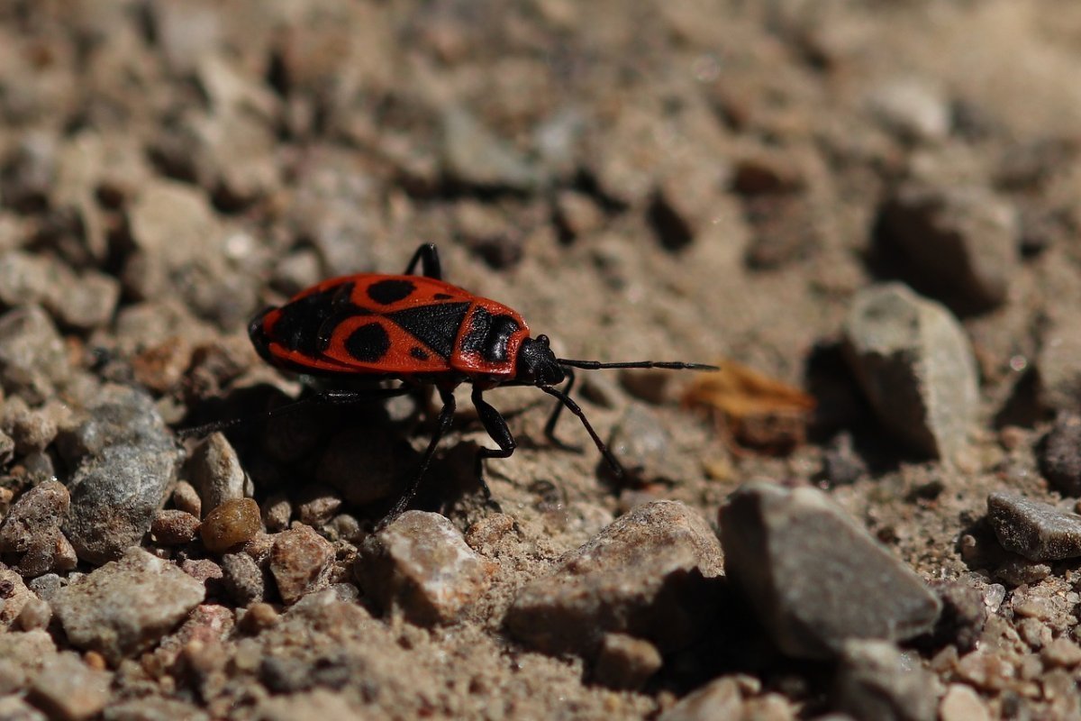 Таликра Огненная Жук