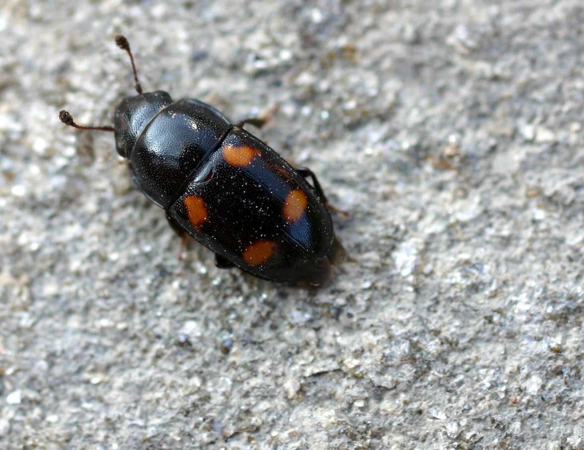 Блестянка подкорная