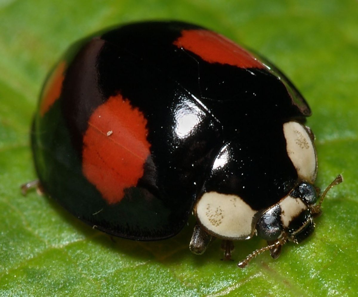 Божья коровка Harmonia axyridis