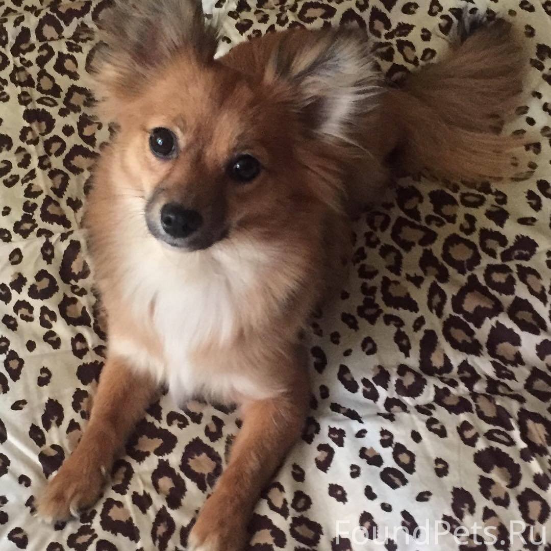 Смесь той терьера и шпица