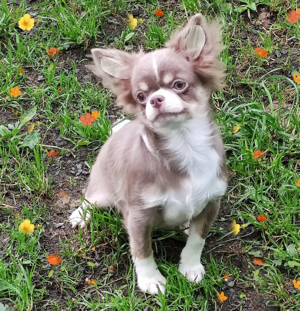 Помесь шпица и чихуахуа