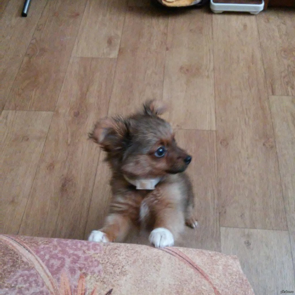 Помесь той терьера и шпица 1 месяц