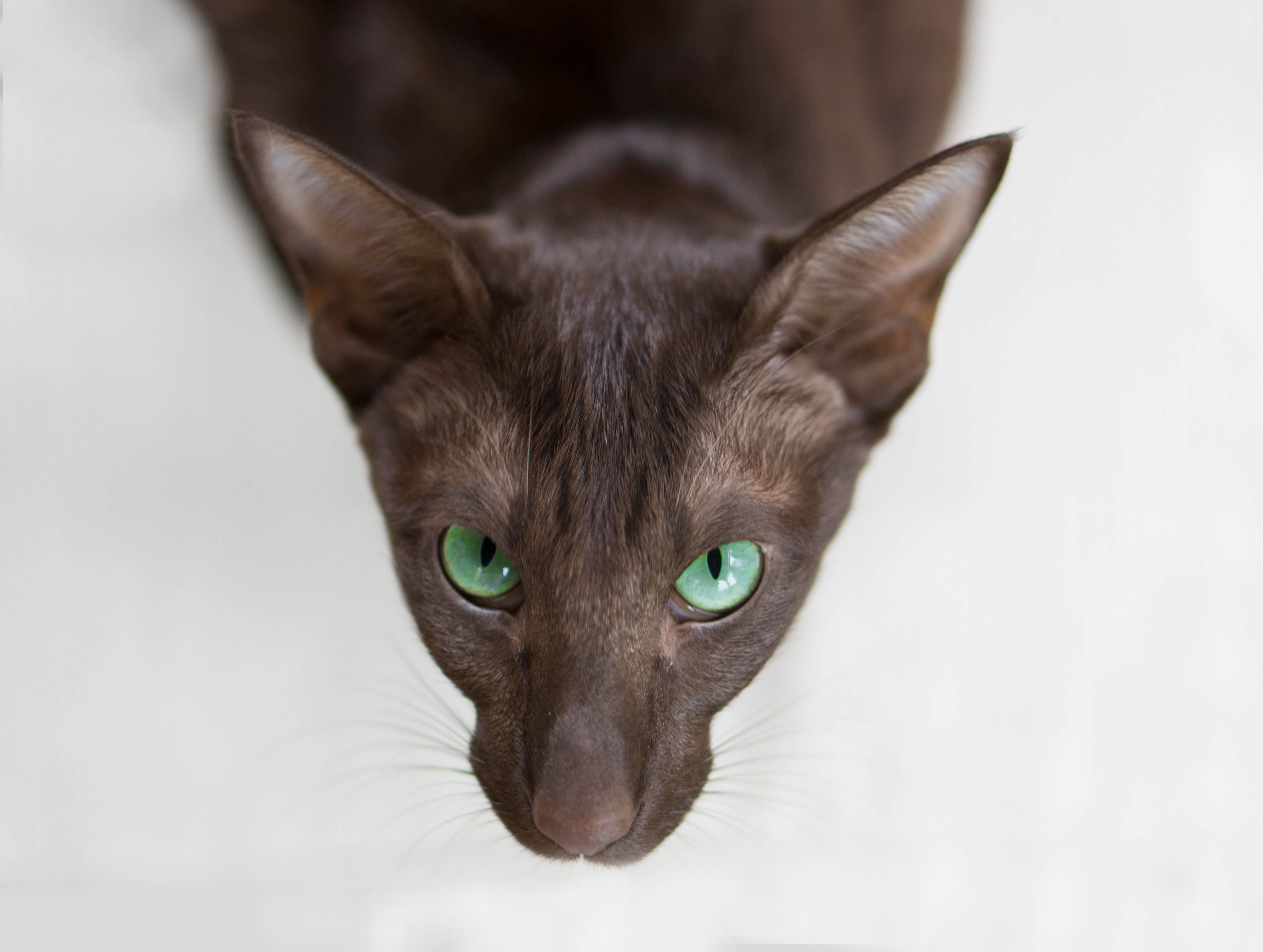 Ориентальная кошка коричневая