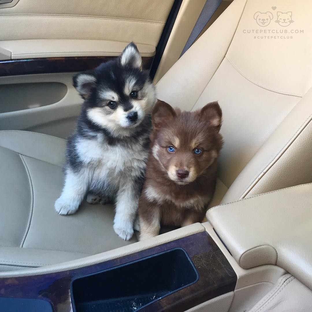 Помесь помски и чихуахуа