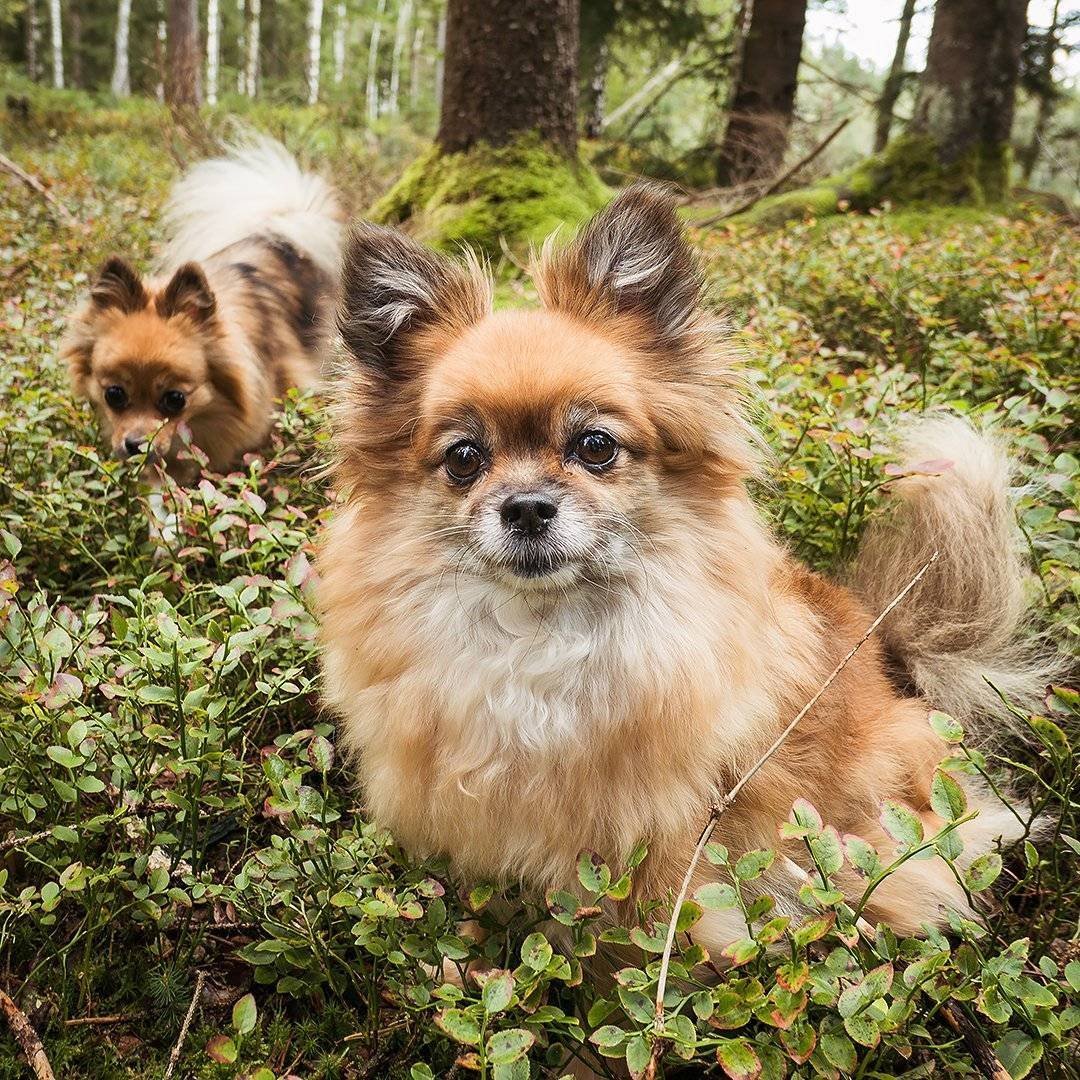 Папильон и шпиц