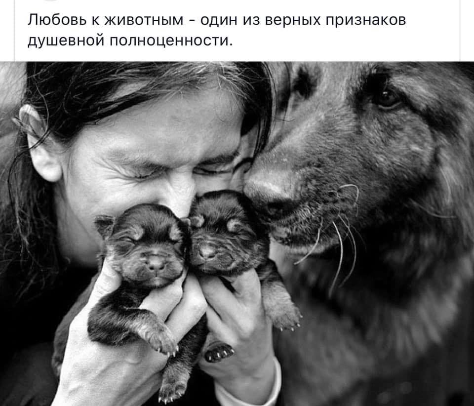 Лапа собаки