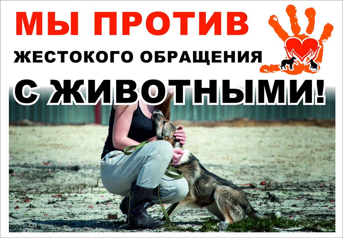 Помогайте бездомным животным