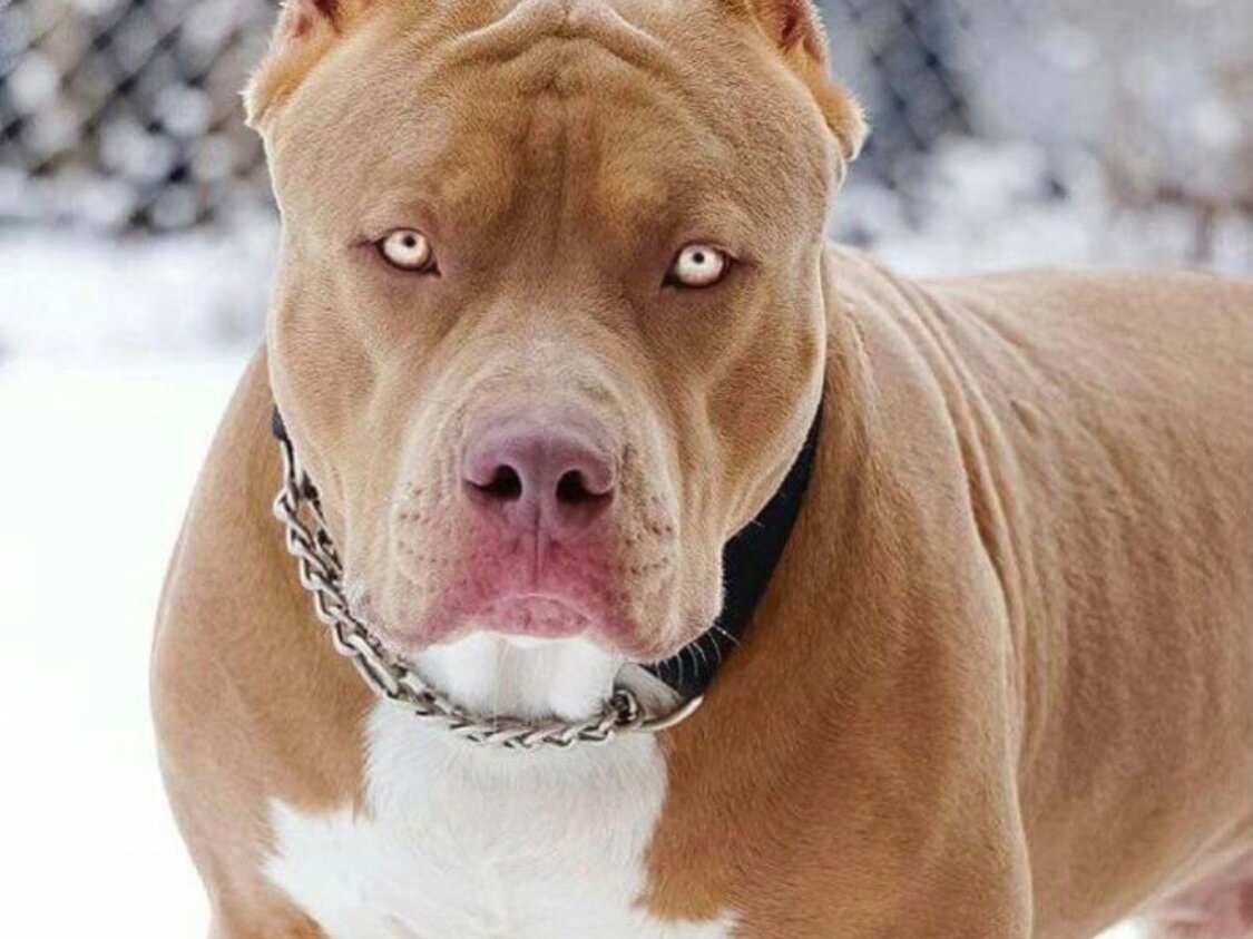 Стаффордширский бультерьер злой