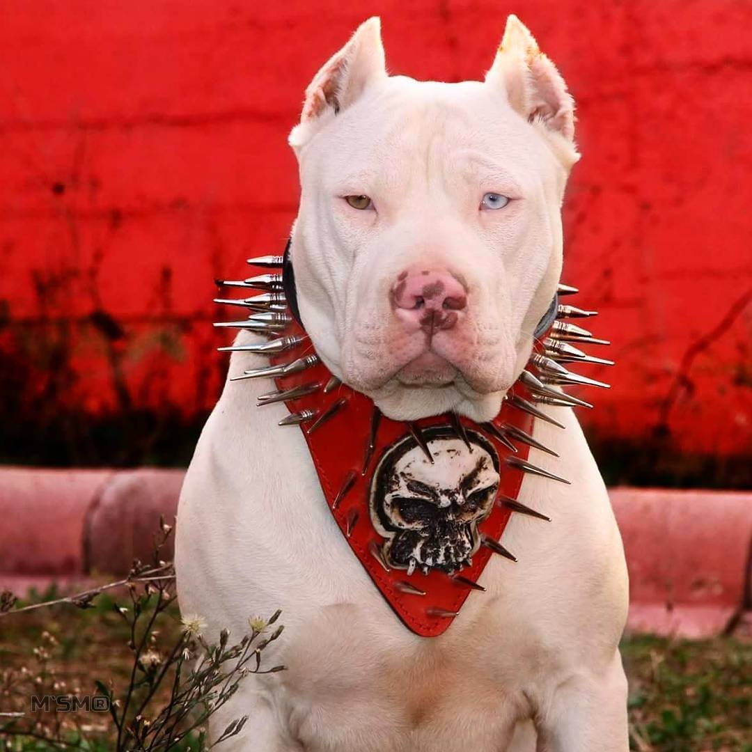 Американский стаффордширский терьер скалится