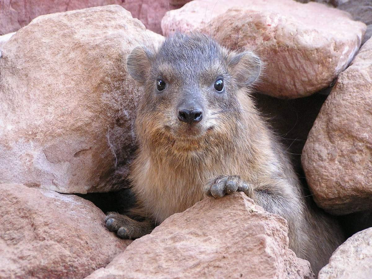 Скалистый Даман