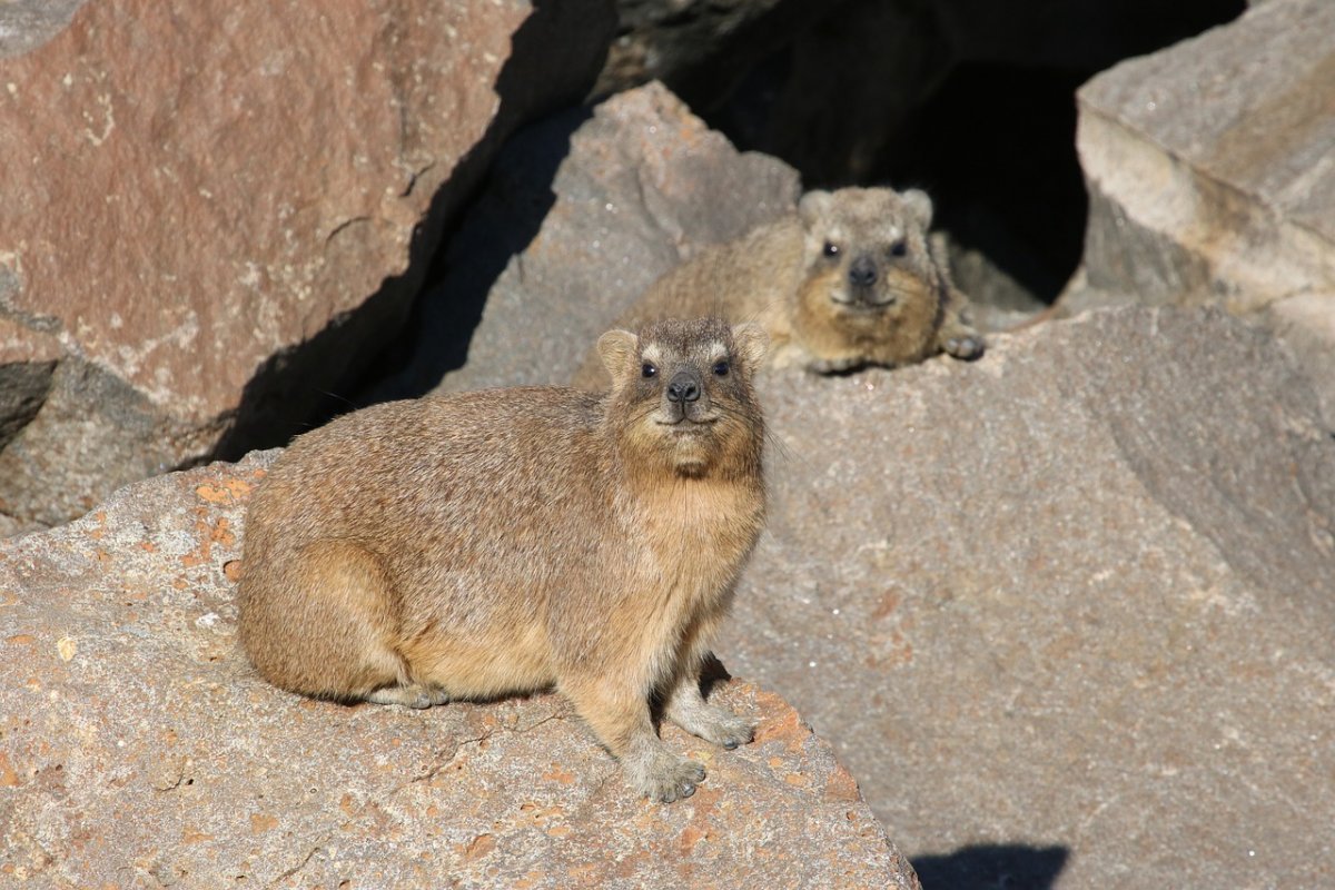 Скалистый Даман Израиль