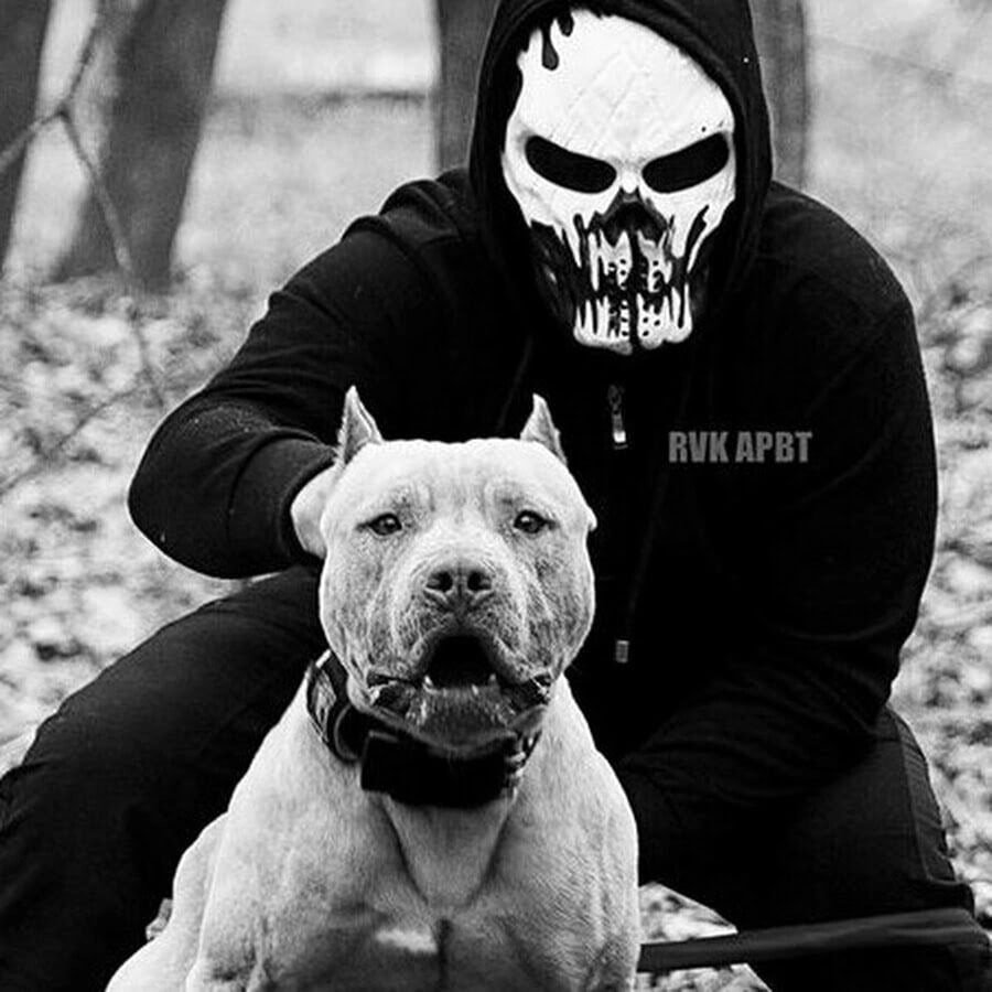 Американский стаффордширский терьер на охоте