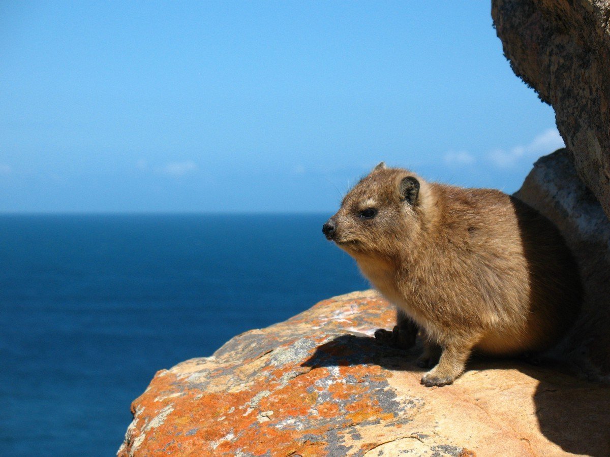 Капский жиряк
