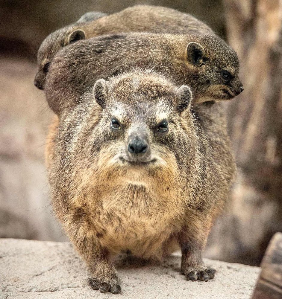 Дикой Даман с хвостом