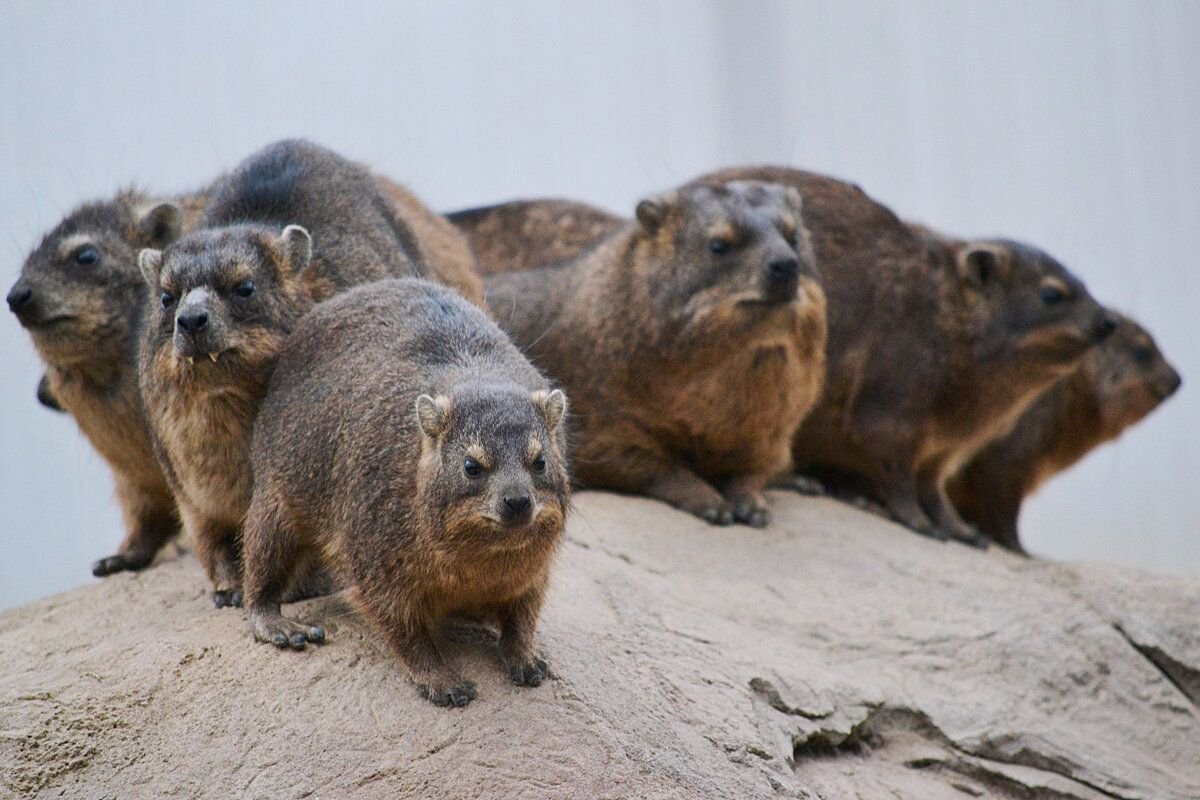 Капский Даман