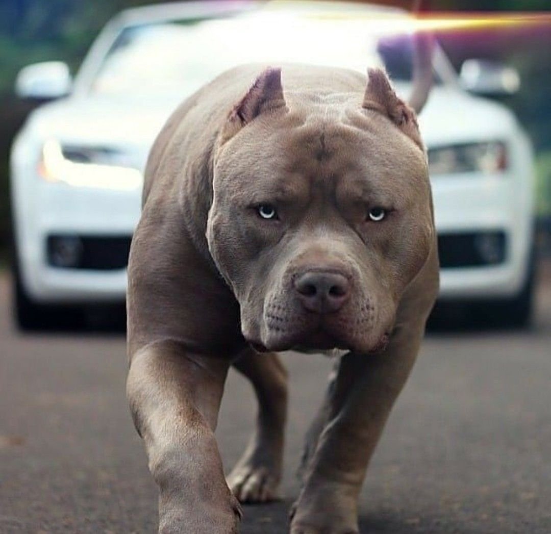 Денжерос дог