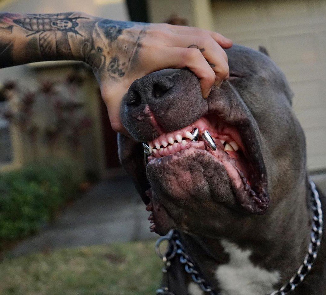 Питбуль с человеком