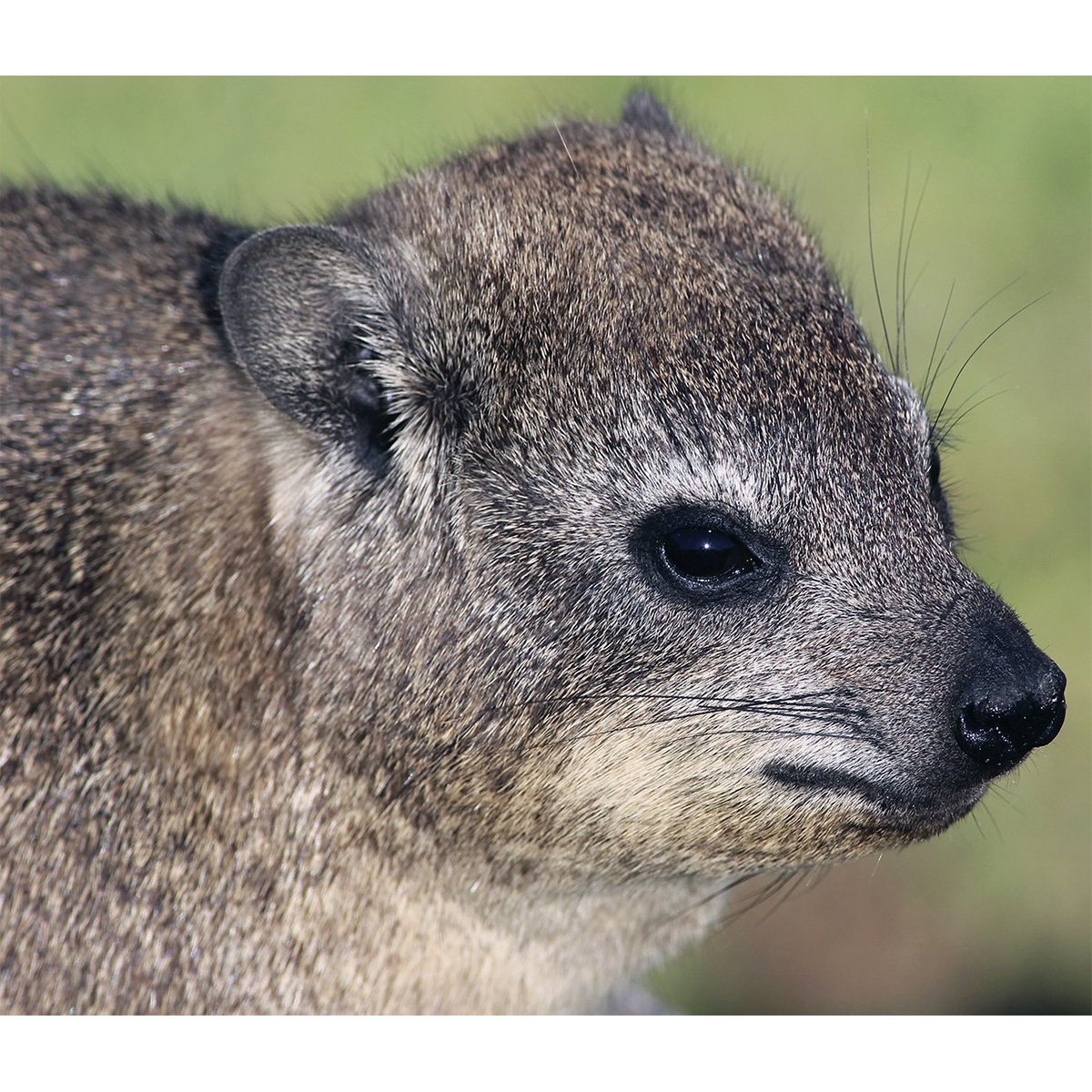 Капский Даман Израиль