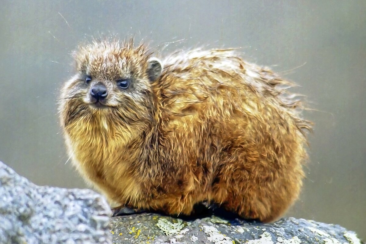 Даман кричит