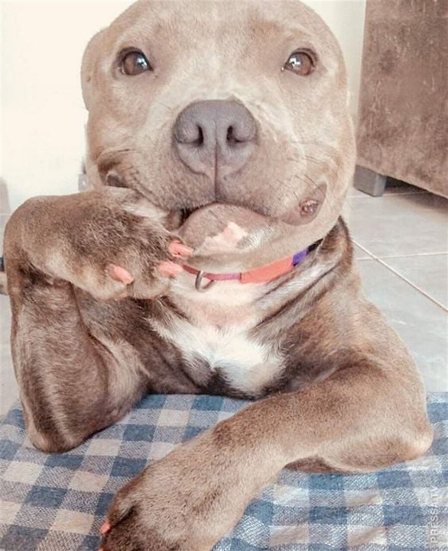 Запрещённые бойцовские собаки