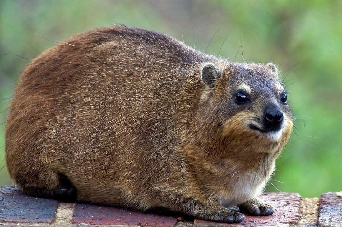 Ближайший родственник слона Даман
