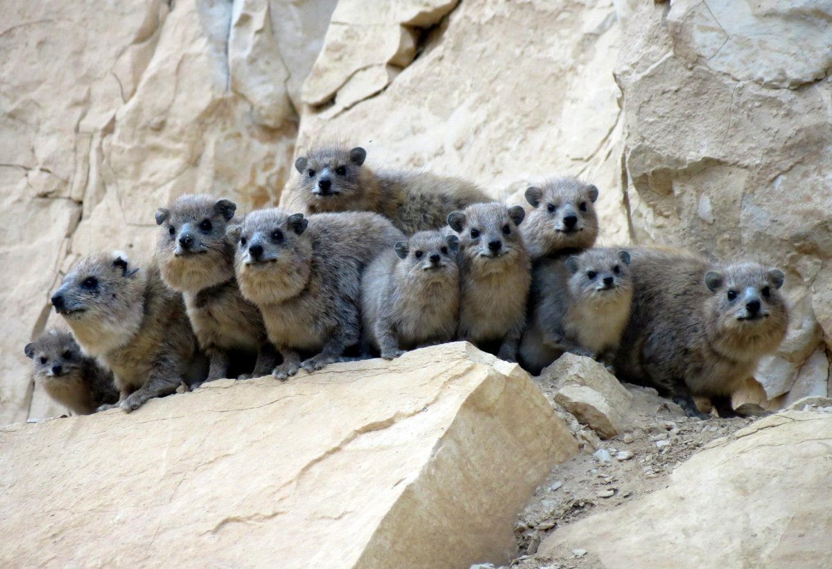 Даман родственник слона