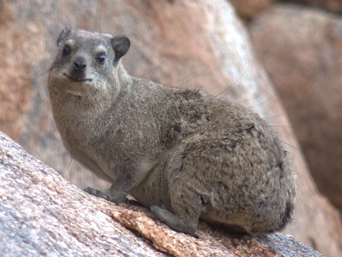Капский Даман Новосибирский зоопарк