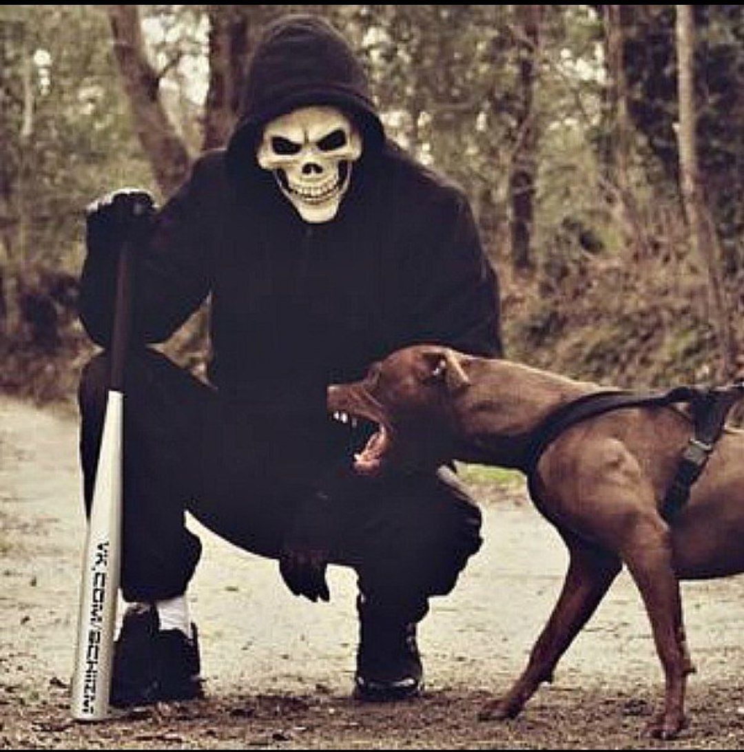 Питбуль Бойцовский