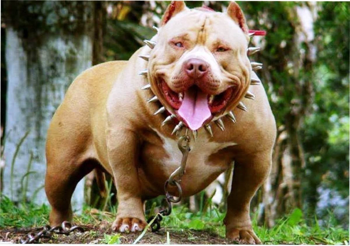 Американский стаффордширский питбультерьер злые