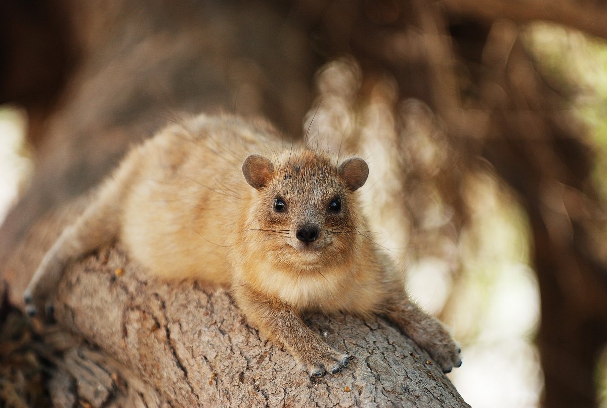 Древесный Даман