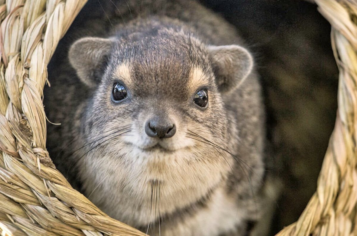 Скалистый Даман