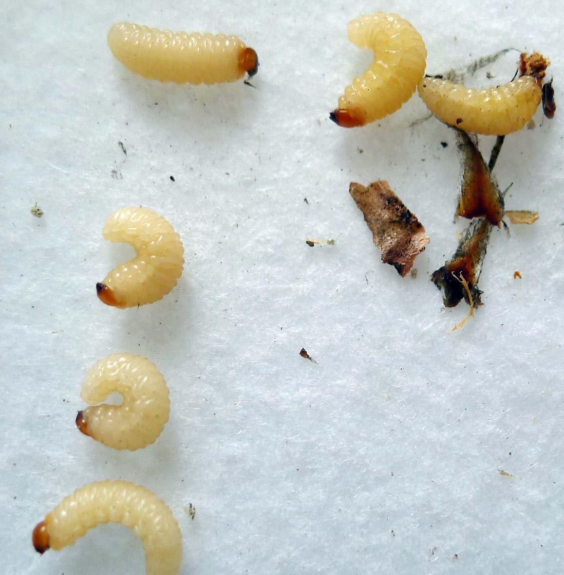 Личинки майского жука едят корни