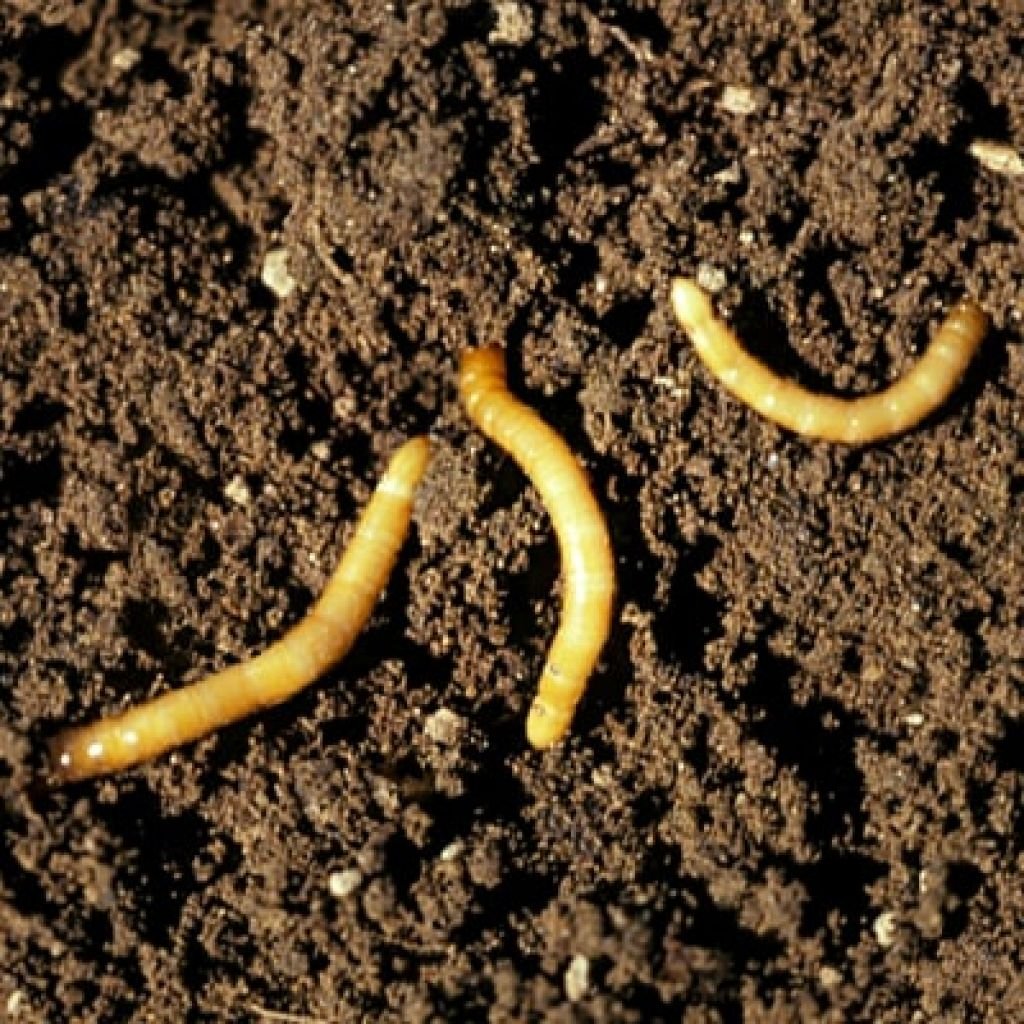 Белый червяк в земле на огороде