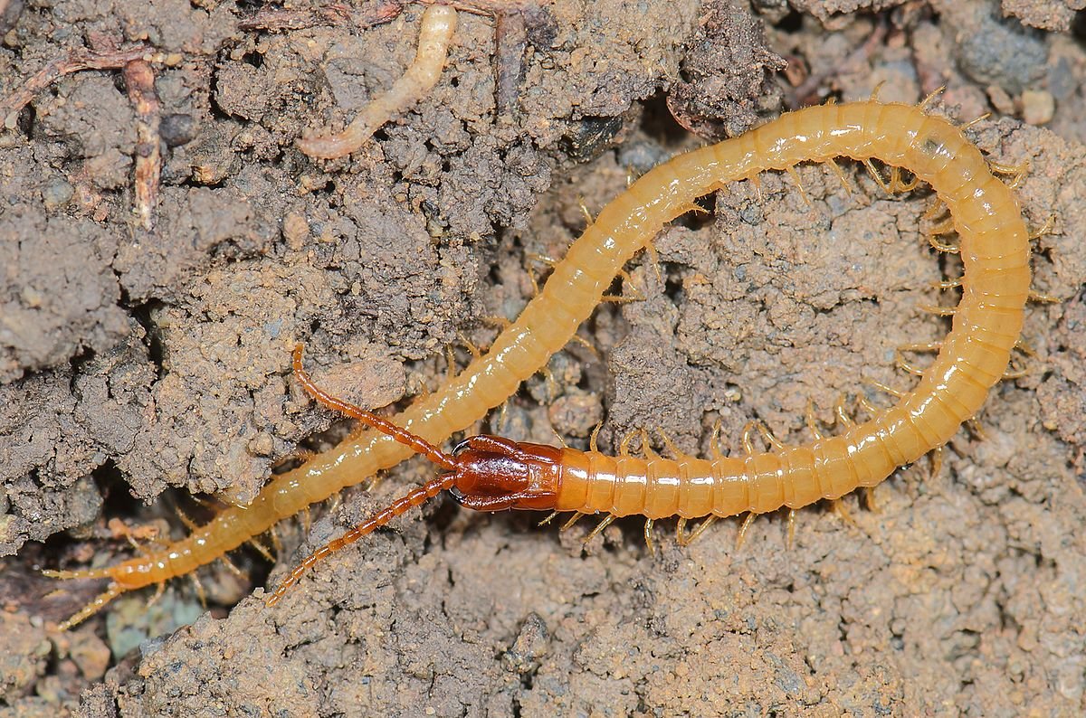 Личинки Жуков вредителей