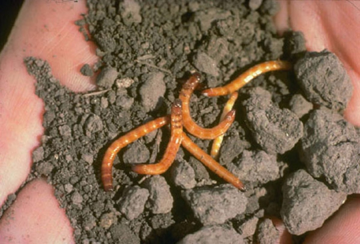 Белый червь проволочник