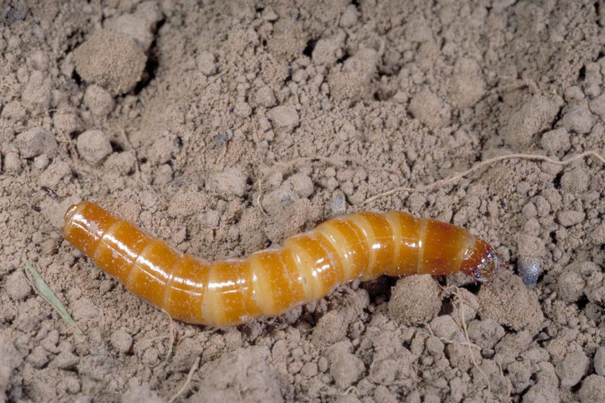 Личинка жука проволочника