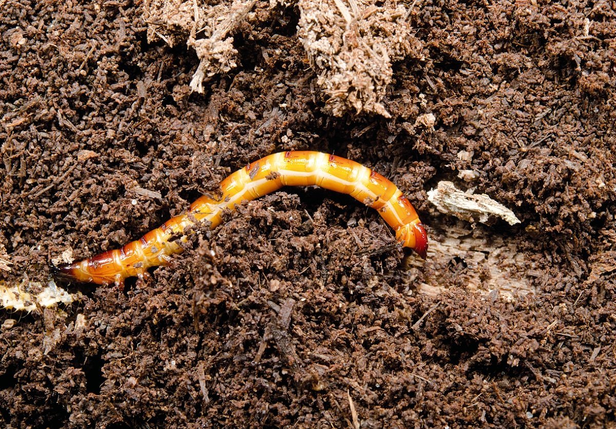 Проволочник личинки майского жука