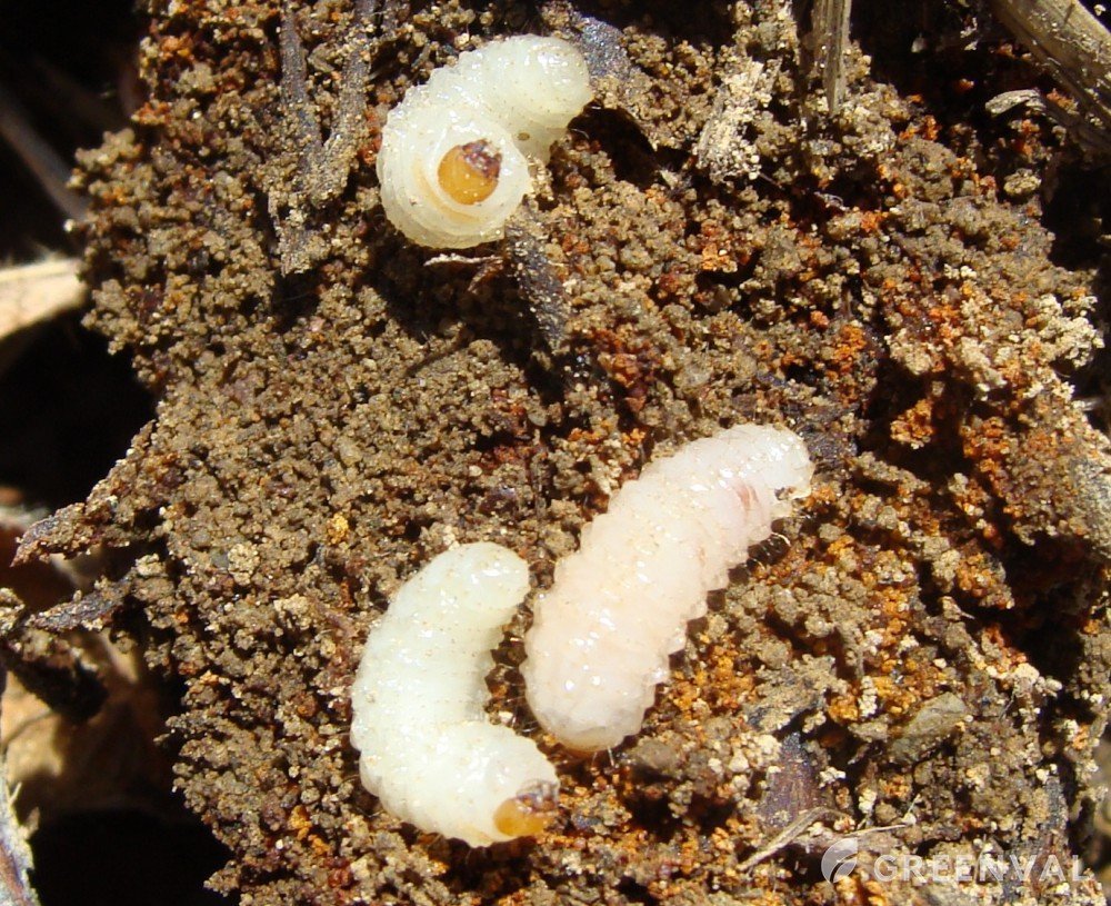 Вредители огорода проволочник