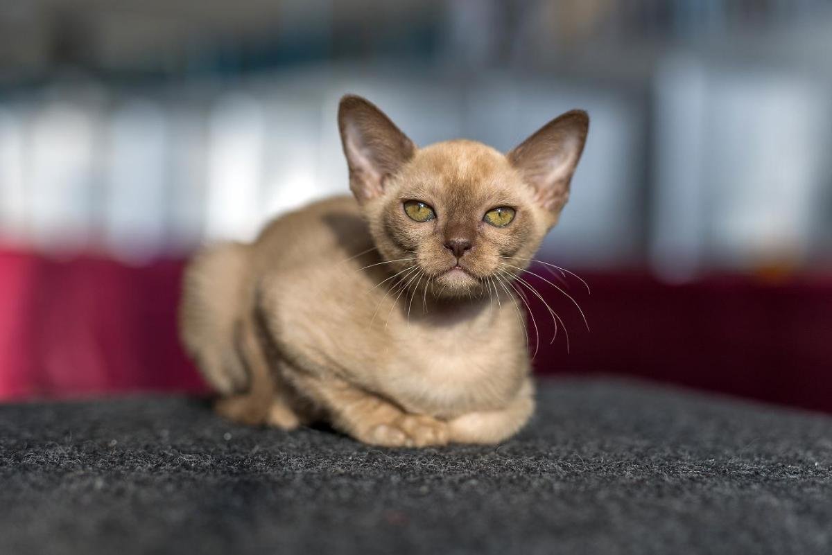 Бурманская кошка лиловая