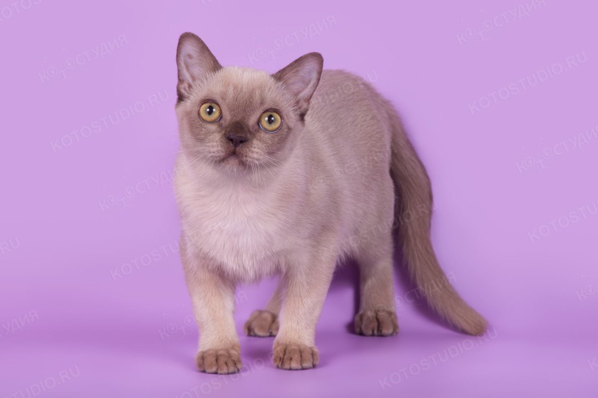 Кошка американская Бурма