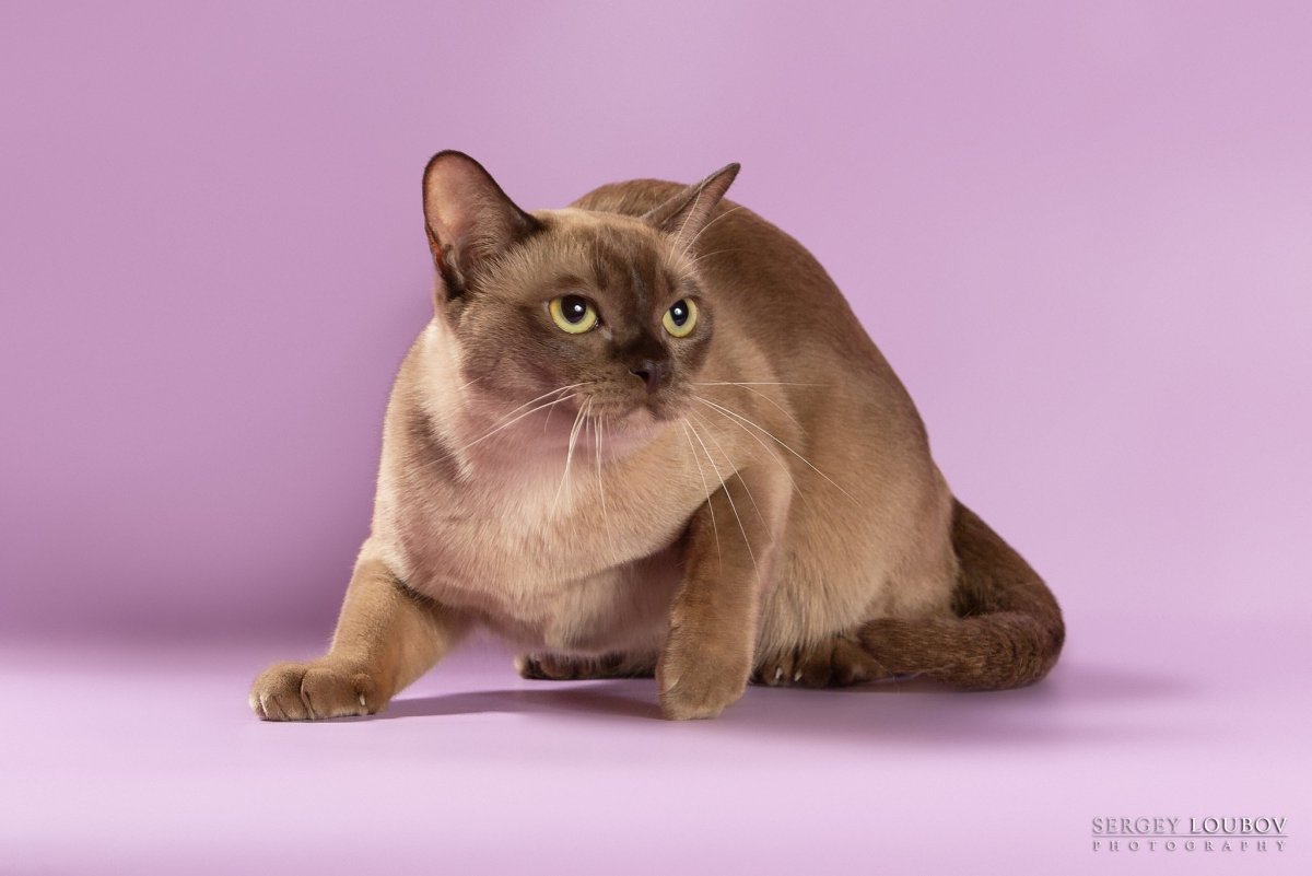 Европейская Бурманская кошка лиловая